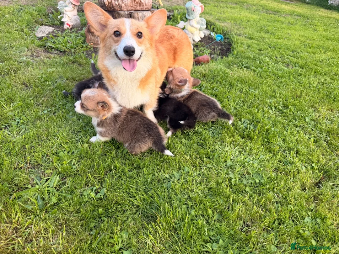 Welsh Corgi Pembroke dogs for sale: Kc pembroke corgi puppies - Advert 2