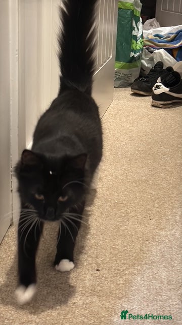 British Longhair cats 2 Female Kittens - Advert 3