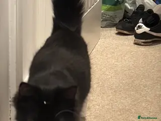 British Longhair cats 2 Female Kittens - Advert 3