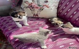 Munchkin cats for sale: Munchkin x Scottish Fold - Image 28