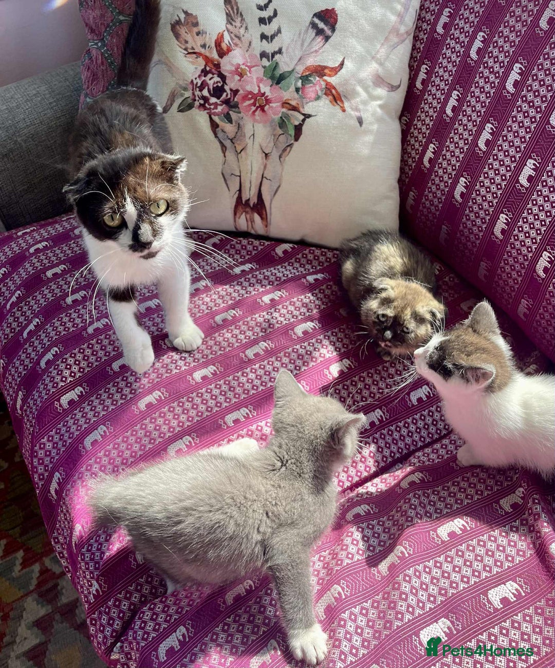 Munchkin cats for sale: Munchkin x Scottish Fold - Image 28