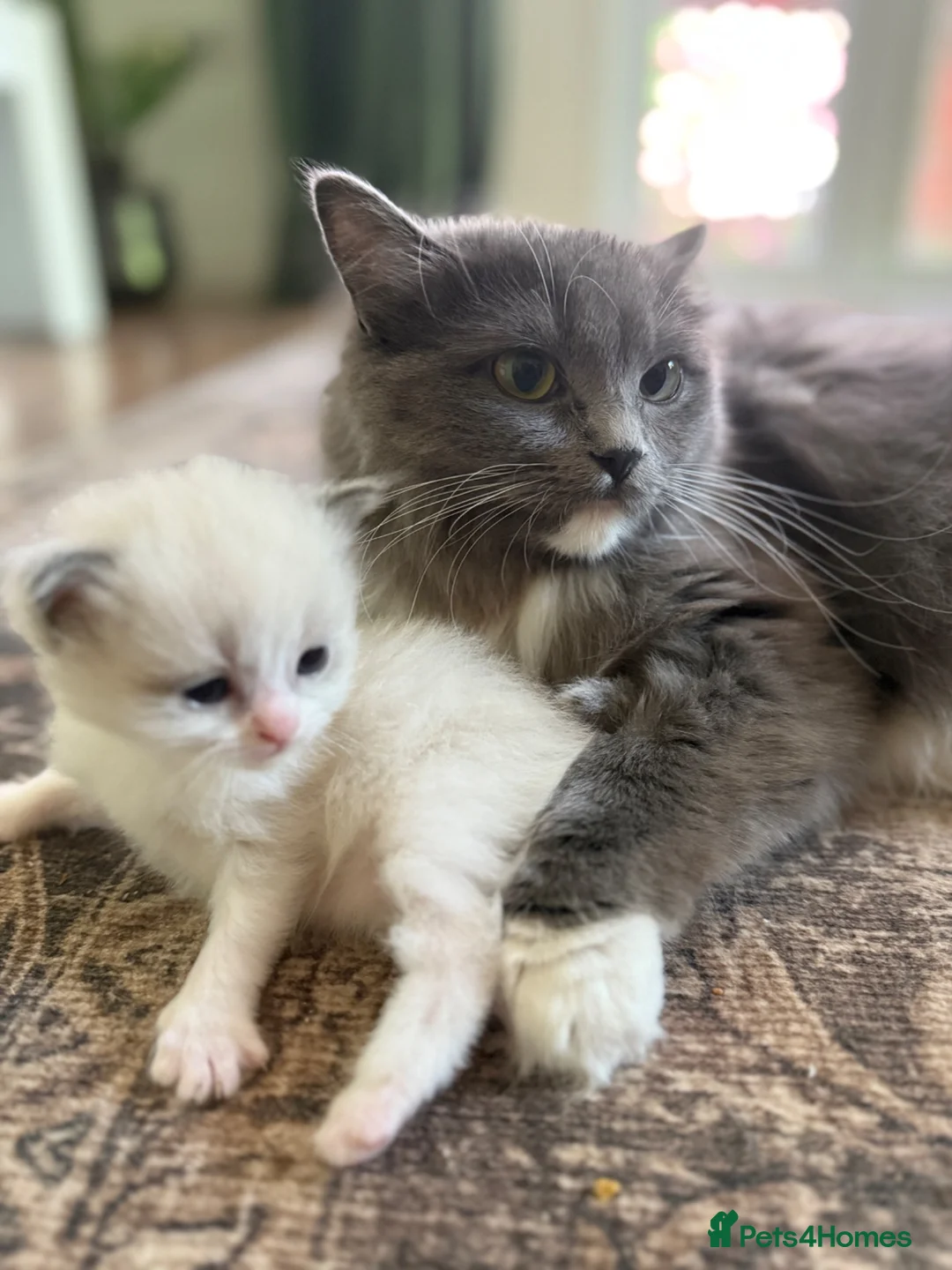 Ragdoll cats for sale: Beautiful Female Kitten Looking For Her Home 🐾 in Bracknell - Advert 2