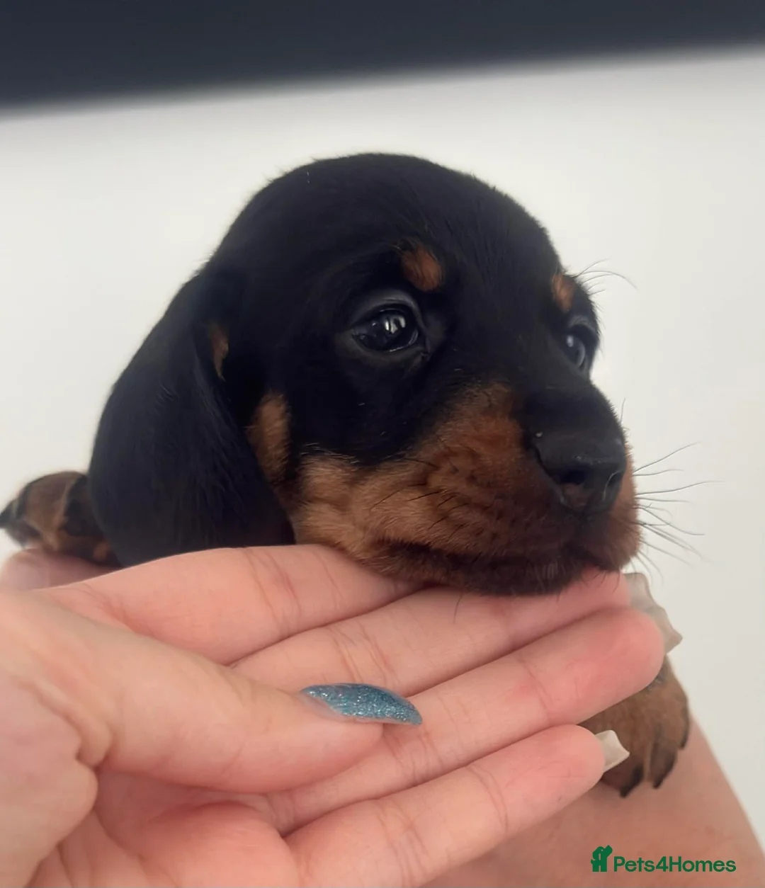 Miniature Dachshund dogs for sale: Miniature dachshunds! - Advert 10