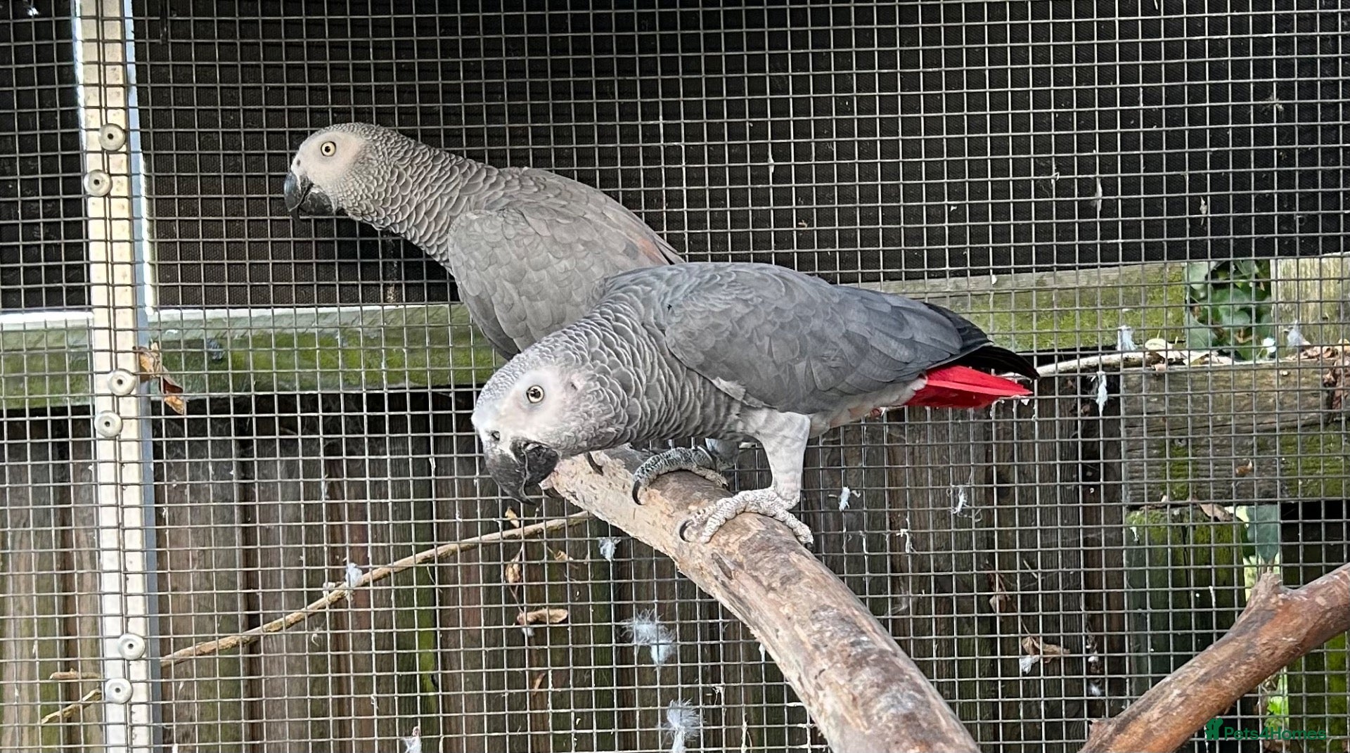 Parrots birds African Grey - Advert 1