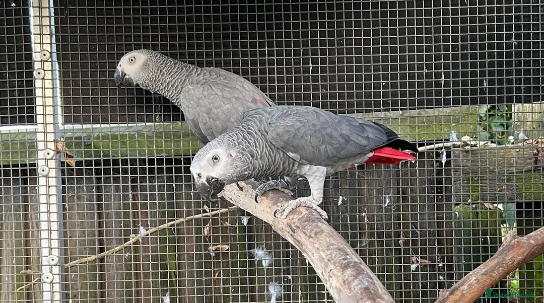 Parrots birds for sale: African Grey - Advert 1