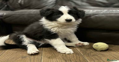 Border Collie dogs - Advert 6