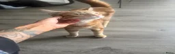 Mixed Breed cats for sale: 8Month old ginger kitten - Advert 9