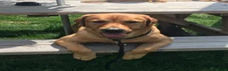 Labrador Retriever dogs for stud: Fully Health Tested Fox Red Labrador in Radstock - Advert 7