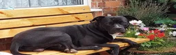 Mixed Breed dogs for sale: Staffordshire bull terrier cross American bulldog in Stockton-on-Tees - Advert 4