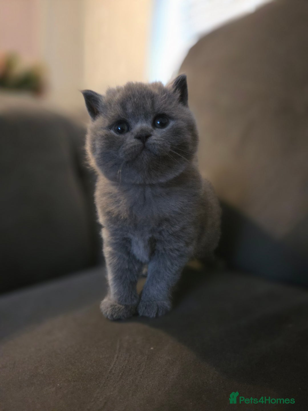 British Shorthair cats for sale: Gccf registered British shorthair kittens Lilac  - Image 10