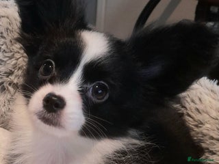 Mixed Breed dogs Adorable chion puppies - Advert 5