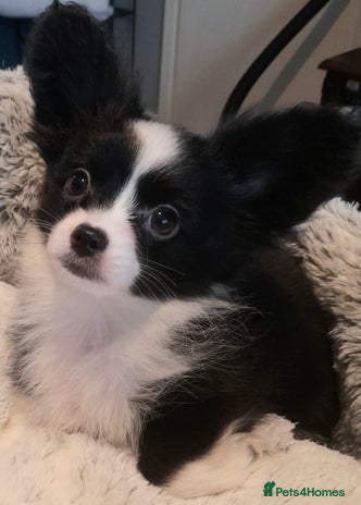 Mixed Breed dogs Adorable chion puppies - Advert 7