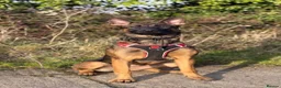 Mixed Breed dogs for sale: Security Dog for Sale  - Advert 15