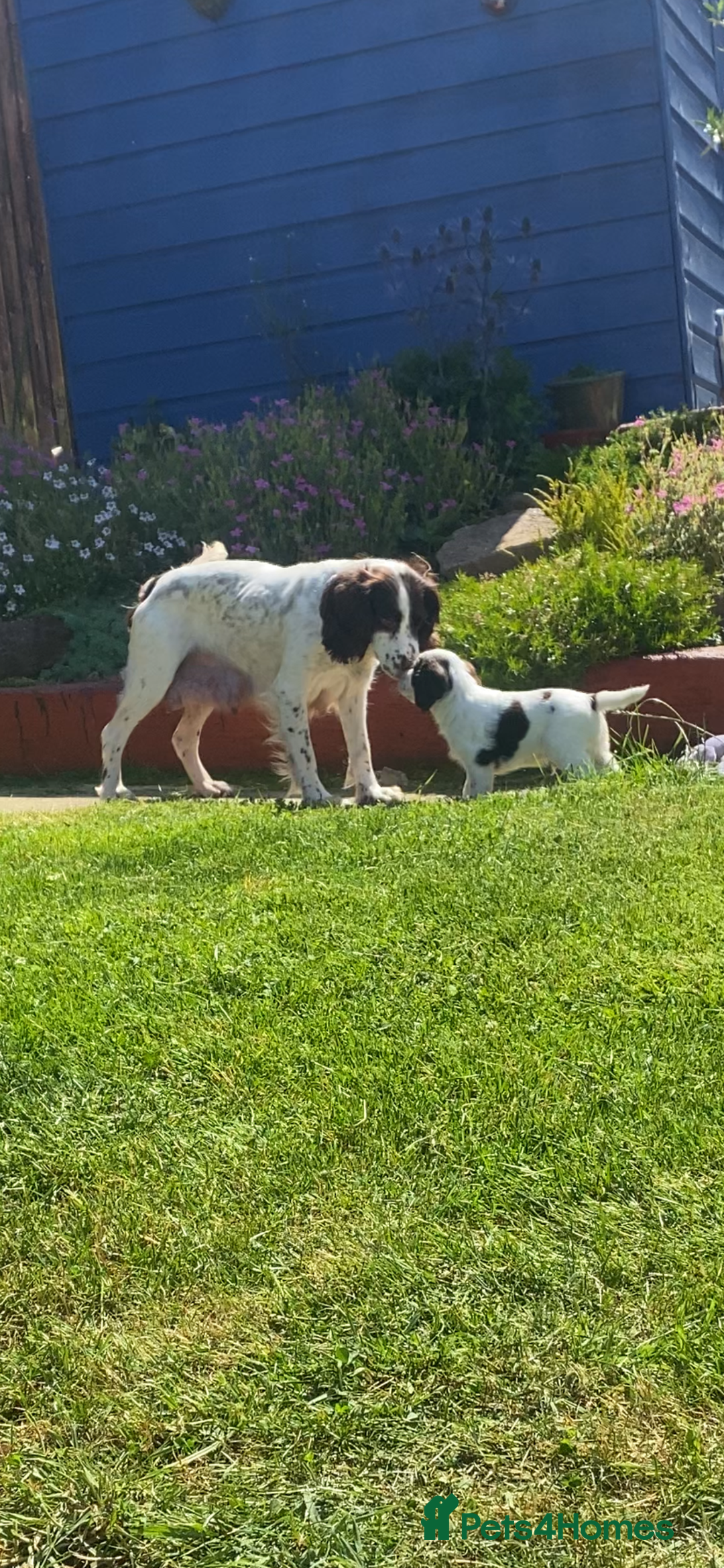 Sprocker dogs for sale: Last Boy Sprocker  - Image 4