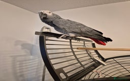 Parrots birds for sale: African grey parrot  - Image 4