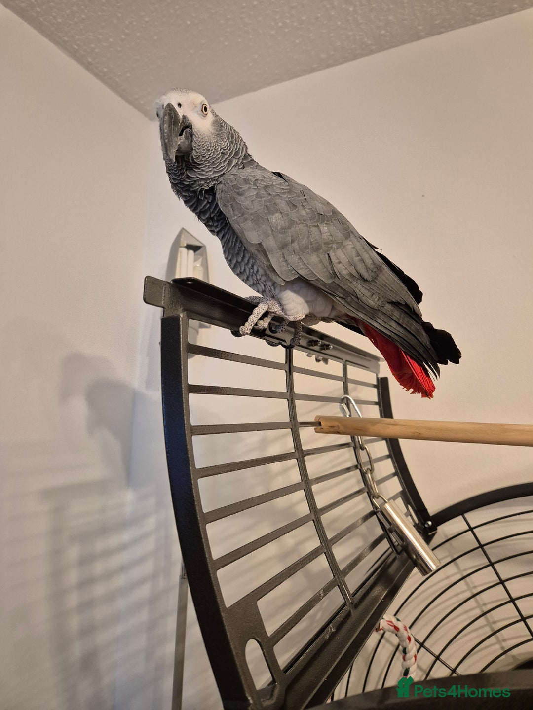 Parrots birds for sale: African grey parrot  - Image 4