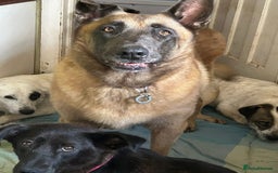 Belgian Shepherd Dog dogs for adoption: Ava - Norwich Norfolk  - Image 17