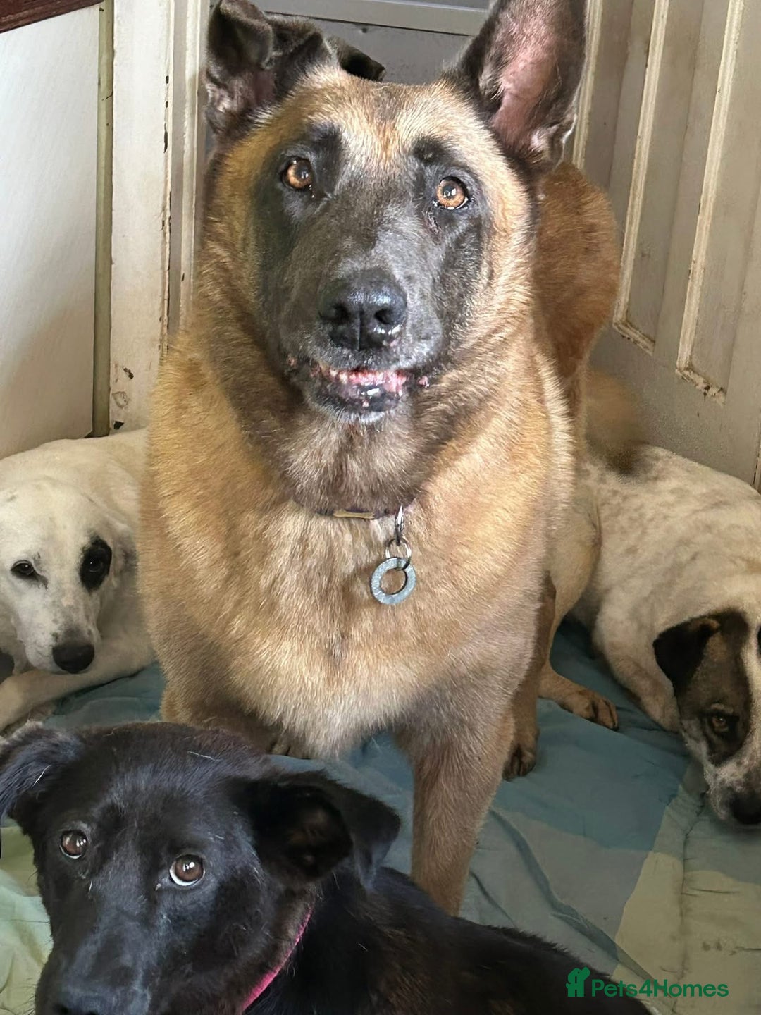 Belgian Shepherd Dog dogs for adoption: Ava - Norwich Norfolk  - Image 17