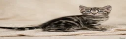 Mixed Breed cats for sale: 🐾 Kittens Looking for Loving Homes  - Advert 3