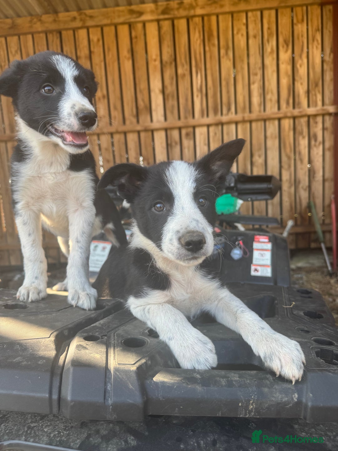 Border Collie dogs for sale: 3 males left .. female now sold! - Image 6