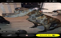 Lurcher dogs for sale: 5 week puppy - Advert 2