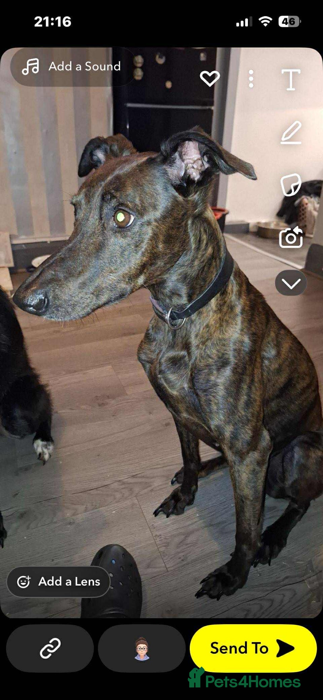 Lurcher dogs for sale: 5 week puppy - Advert 2