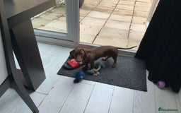 Miniature Dachshund dogs for sale: 6 month old chocolate and tan miniature dachshund - Image 5