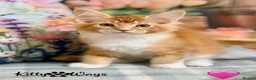 Maine Coon cats for sale: 🐾🦁 *TICA REG* GINGER MAINE COON KITTENS🦁🐾 - Advert 17