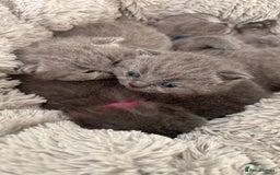 British Shorthair cats for sale: British Shorthair Kittens  - Image 20
