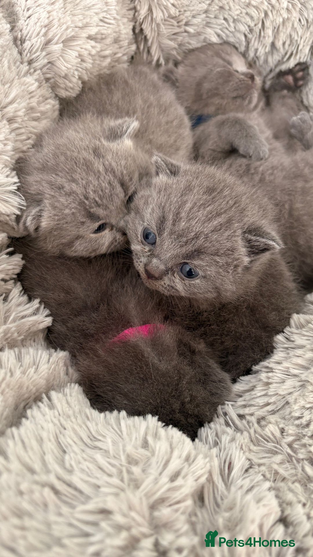 British Shorthair cats for sale: British Shorthair Kittens  - Image 20