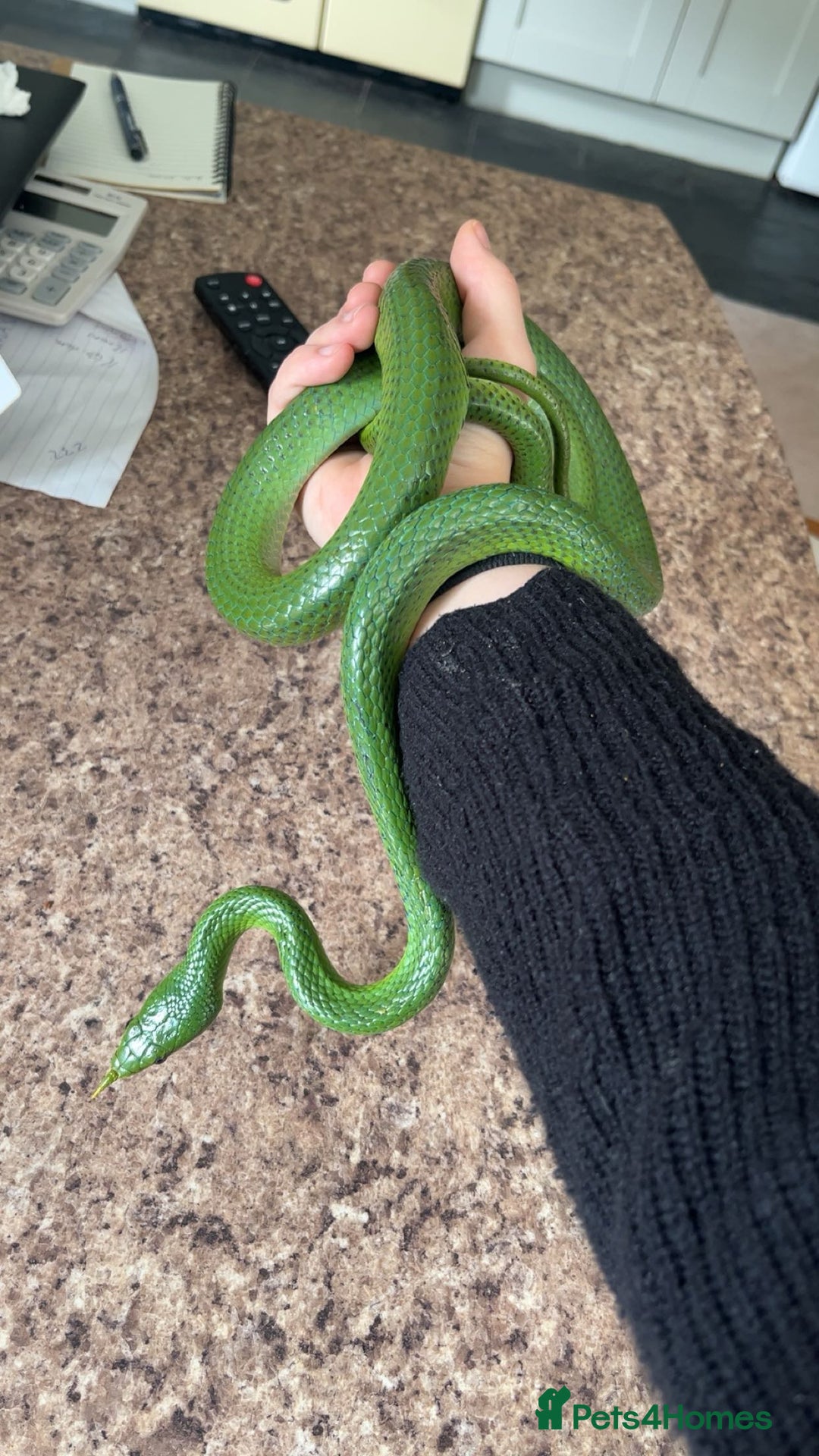 Rat Snake reptiles for sale: Stunning male rhino ratsnake  - Image 2