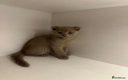 Scottish Fold cats for sale: Scottish fold kittens - Image 4