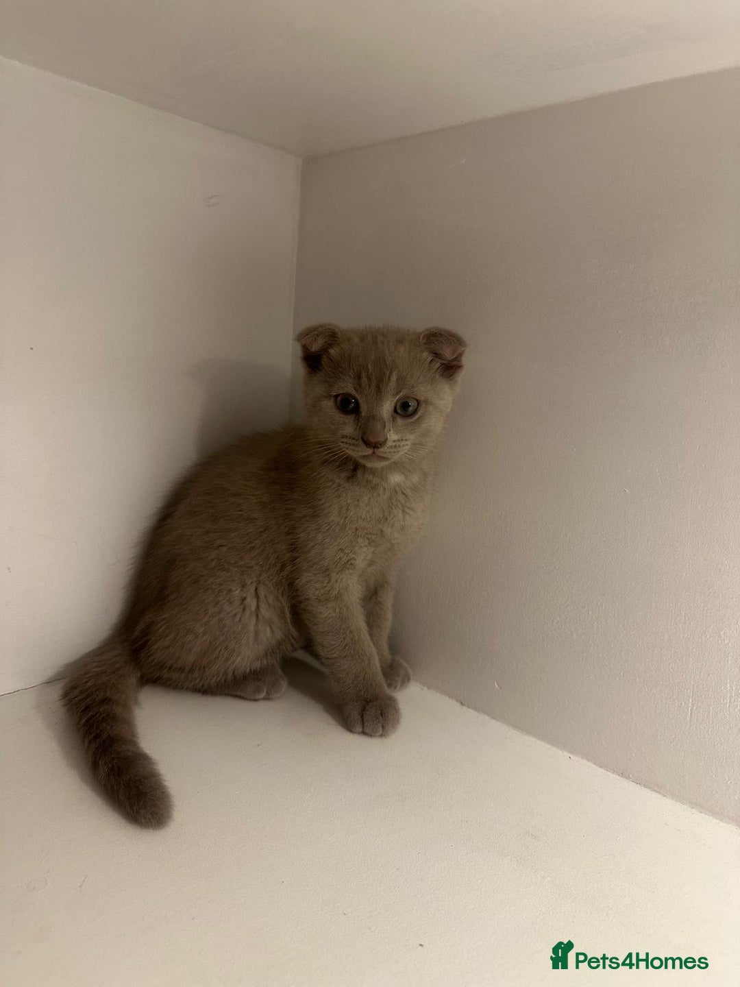 Scottish Fold cats for sale: Scottish fold kittens - Image 4