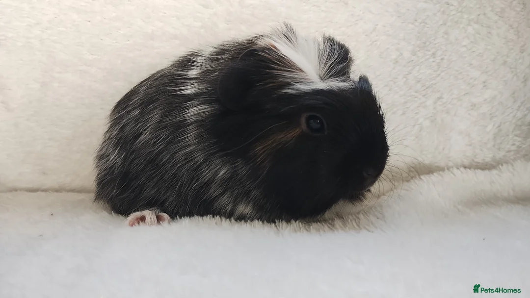 Guinea Pig rodents for sale: Delivery available cornet sister guinea pigs ready - Advert 14