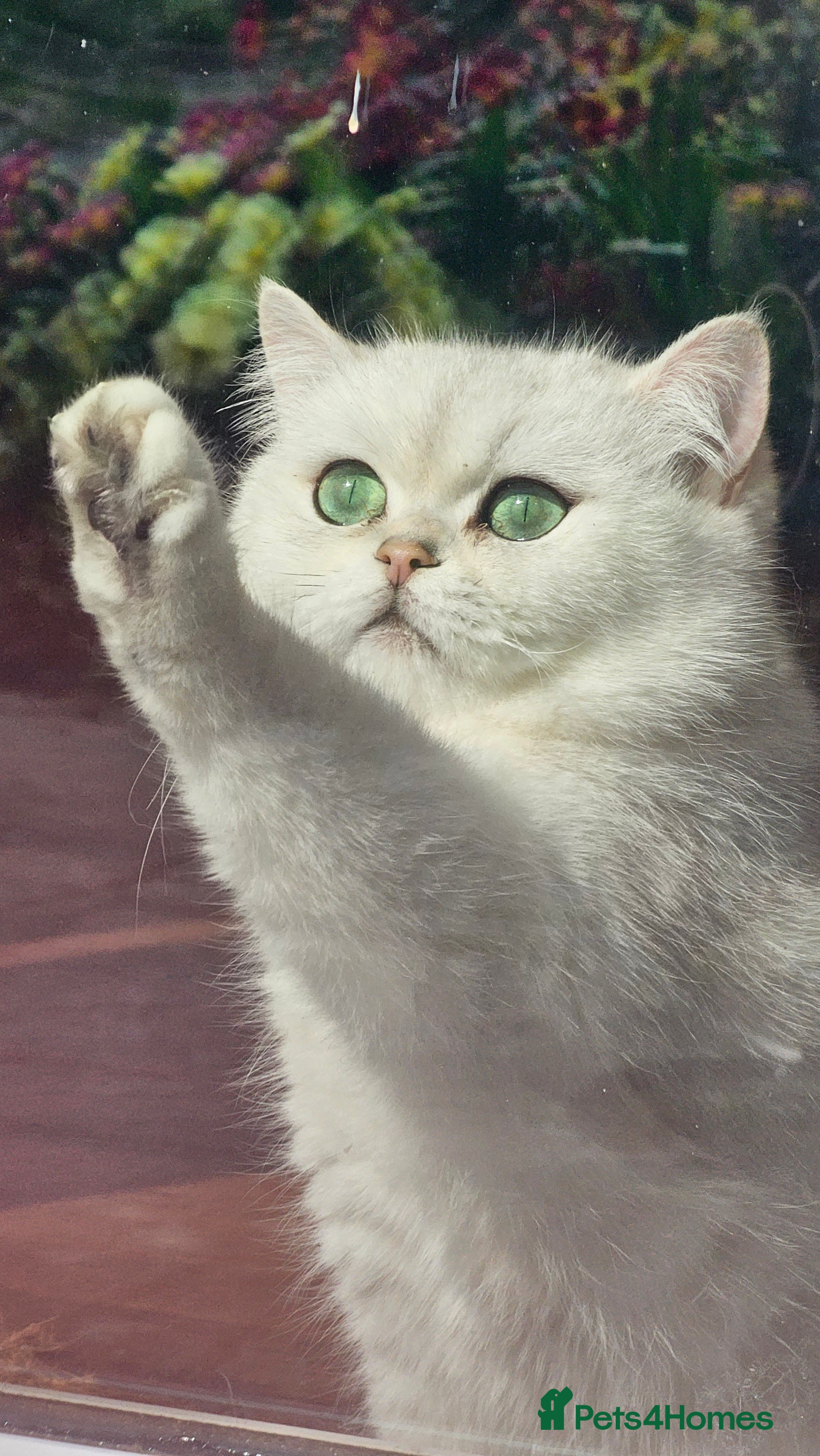 British Shorthair cats BSH reg kittens, Silver & Gold - Advert 1