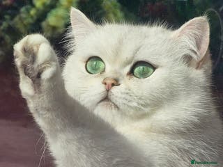 British Shorthair cats BSH reg kittens, Silver & Gold - Advert 1