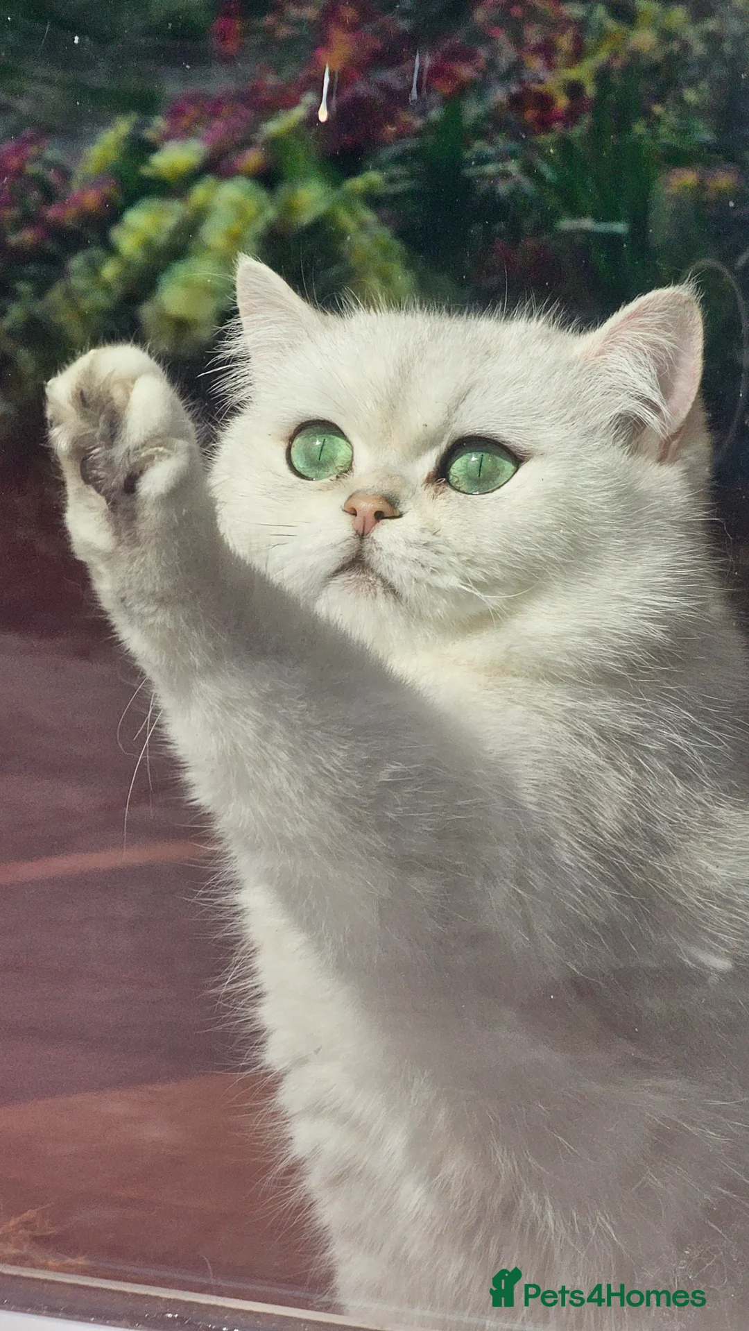 British Shorthair cats for sale: BSH reg kittens, Silver & Gold - Advert 1