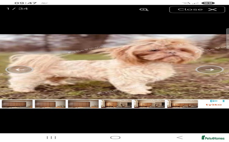 Shih Tzu dogs - Advert 5