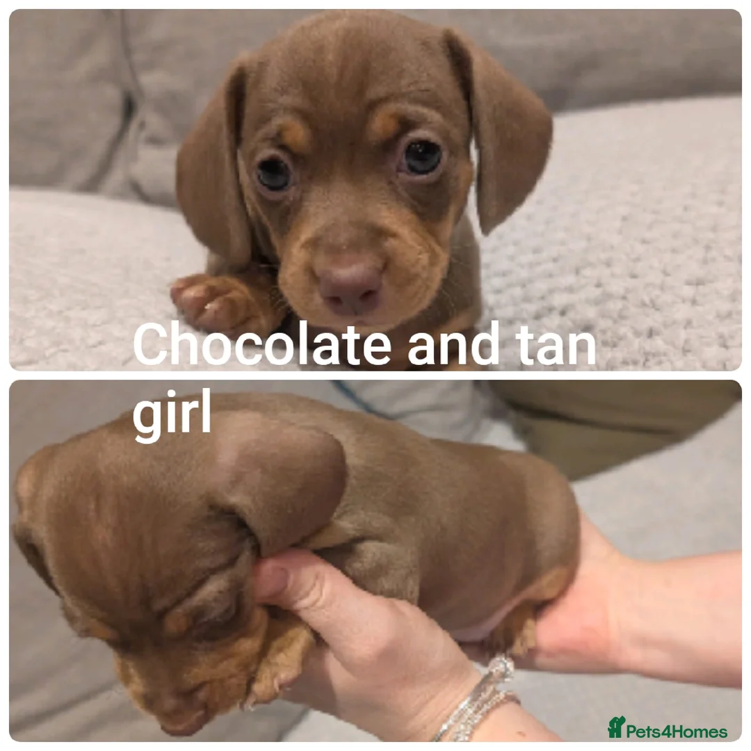 Miniature Dachshund dogs for sale: miniature dachshund puppies litter of 5 - Advert 5