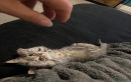 Scottish Fold cats for sale: Beautiful Scottish fold kittens - Image 29