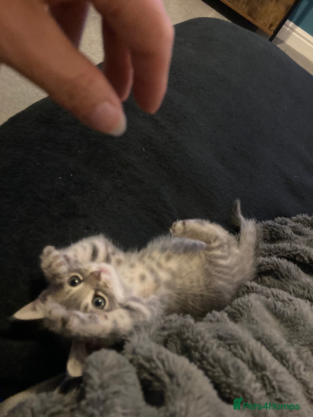 Scottish Fold cats for sale: Beautiful Scottish fold kittens - Image 29