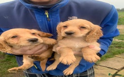 Sprocker dogs for sale: Stunning Sprocker pups - Image 2