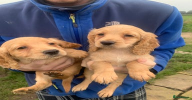 Sprocker dogs - Advert 11