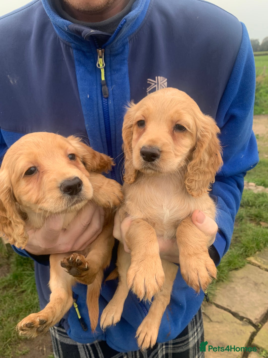 Sprocker dogs for sale: Stunning Sprocker pups - Image 2