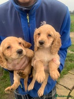 Sprocker dogs - Advert 3