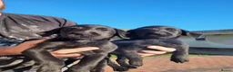 Labrador Retriever dogs for sale: Labrador puppies  - Advert 7