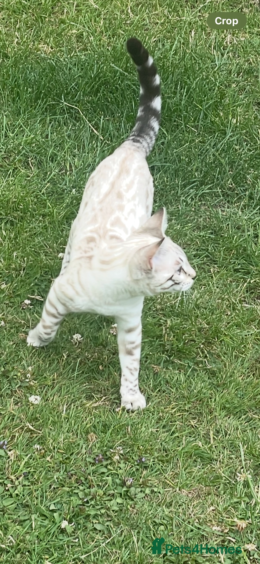 Bengal cats for sale: Sibling Bengals  - Image 3