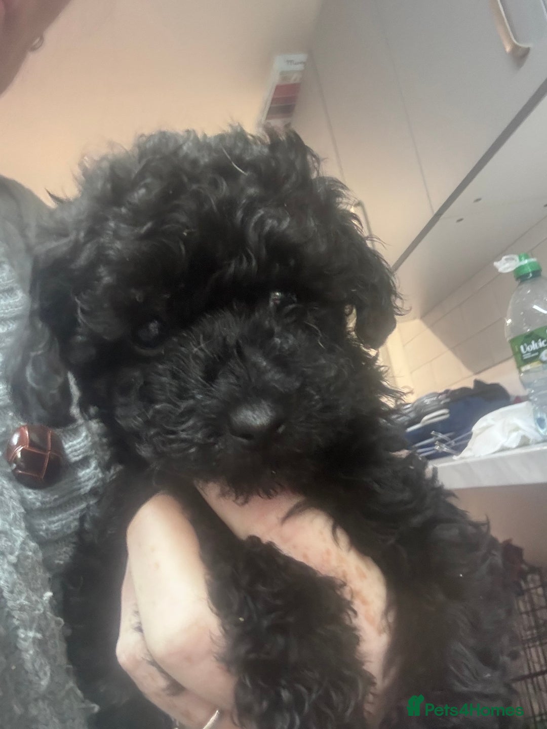 Yorkiepoo dogs for sale: 1 beautiful yorkiepoo ready to leave 🥰🥰 - Image 13