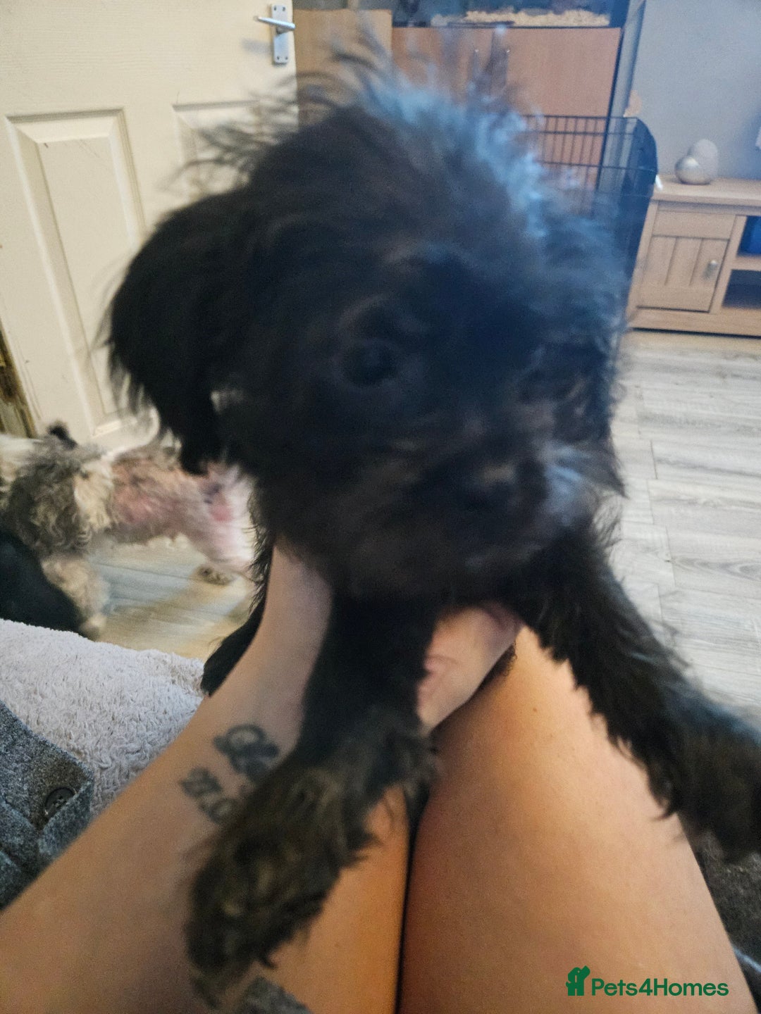 Mixed Breed dogs for sale: Shitzu cross pug - Image 5