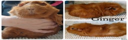 Guinea Pig rodents for sale: Guinea Pigs - Advert 1